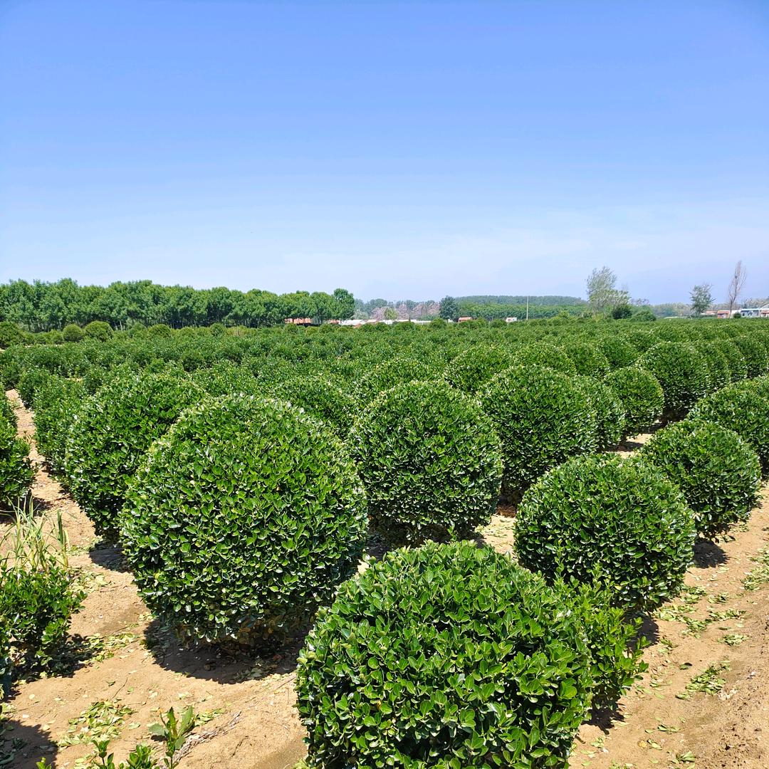 烟台招远大叶黄杨种植户