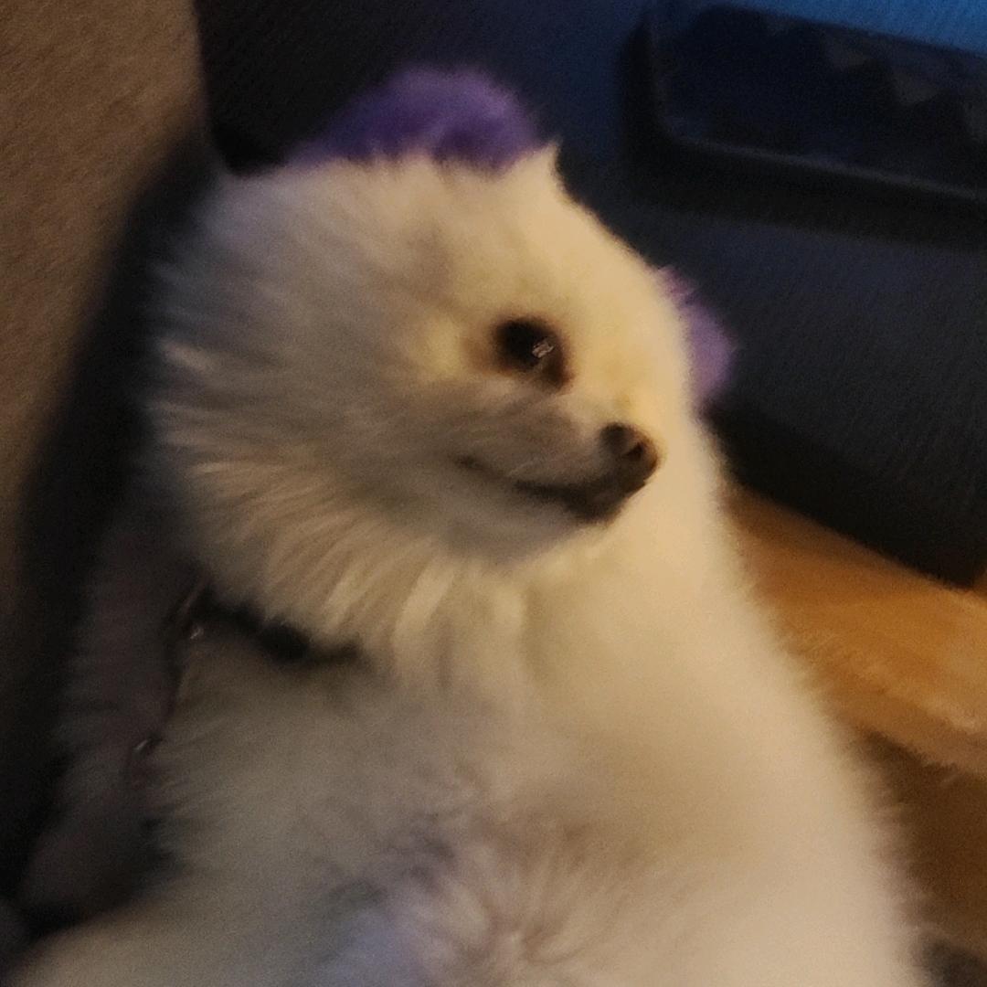 骑着恐龙去蹦迪