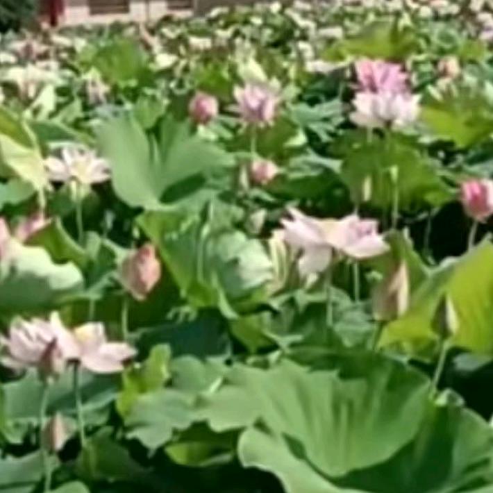 兰兰早