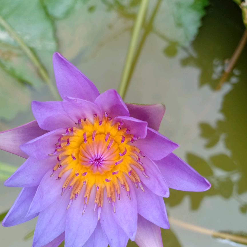 芯芯
