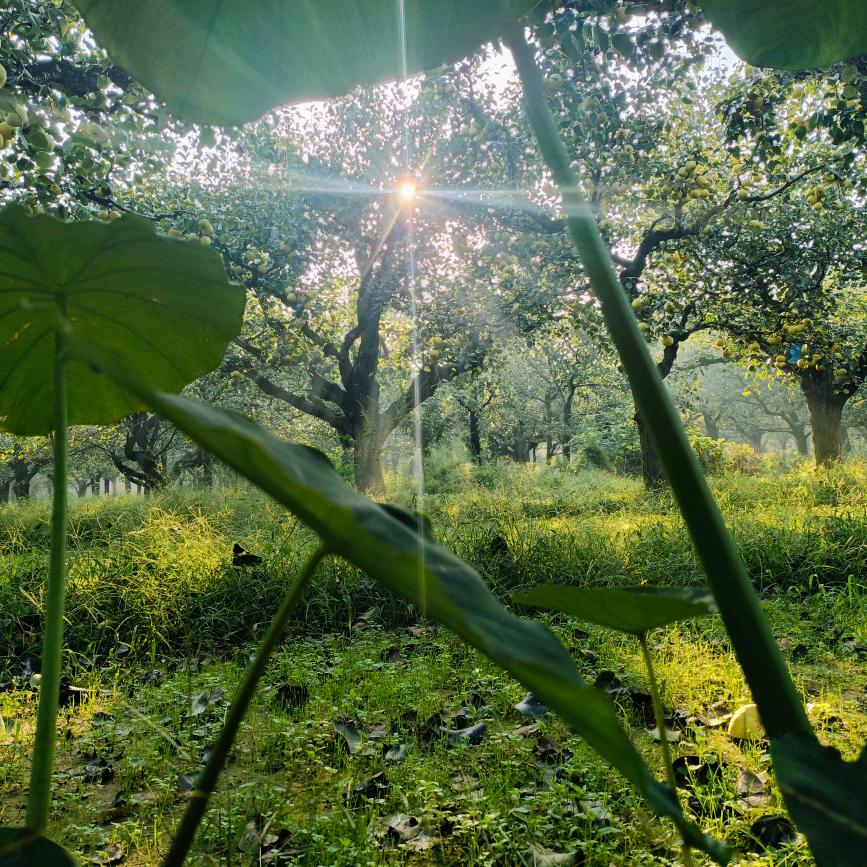 Gu先生（玉玊）