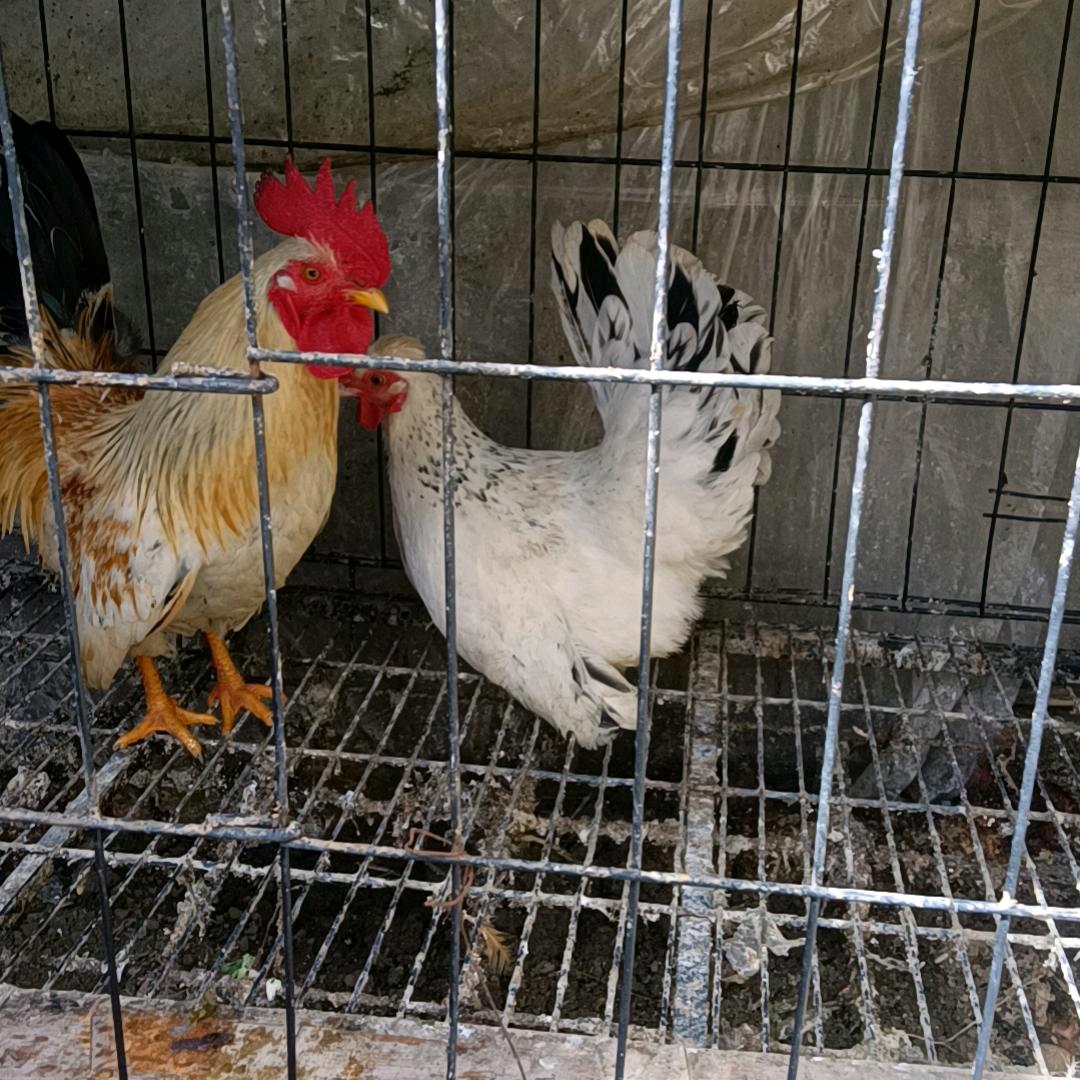 时哥在奋斗