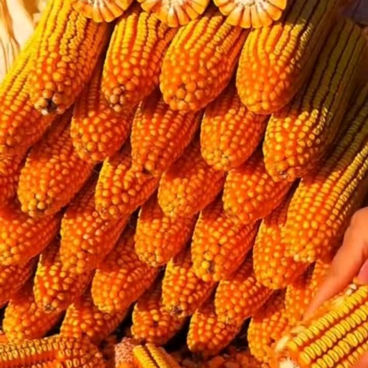品种嗷嗷火🔥