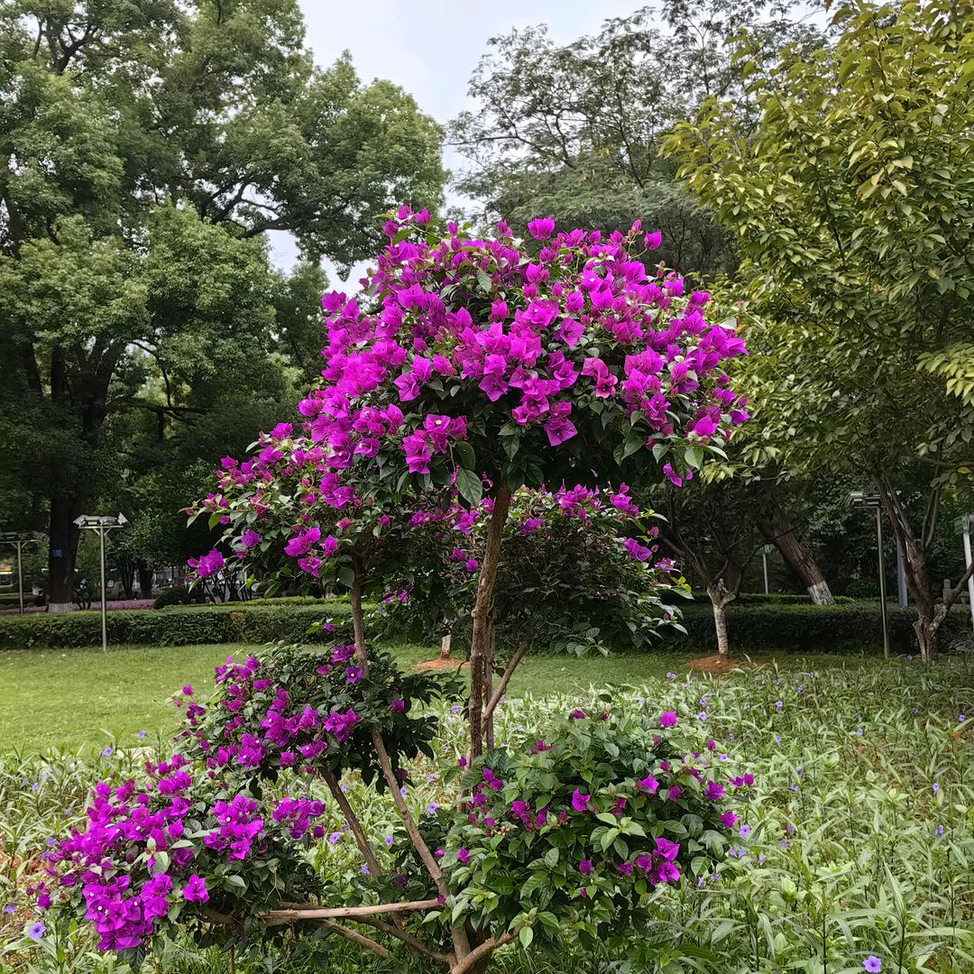 白云朵朵