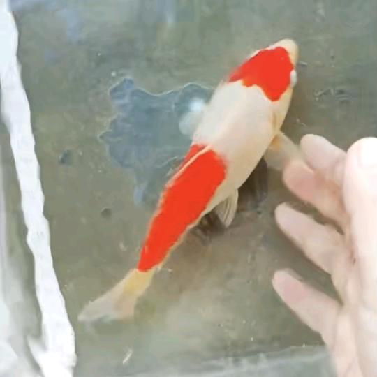 张少爷