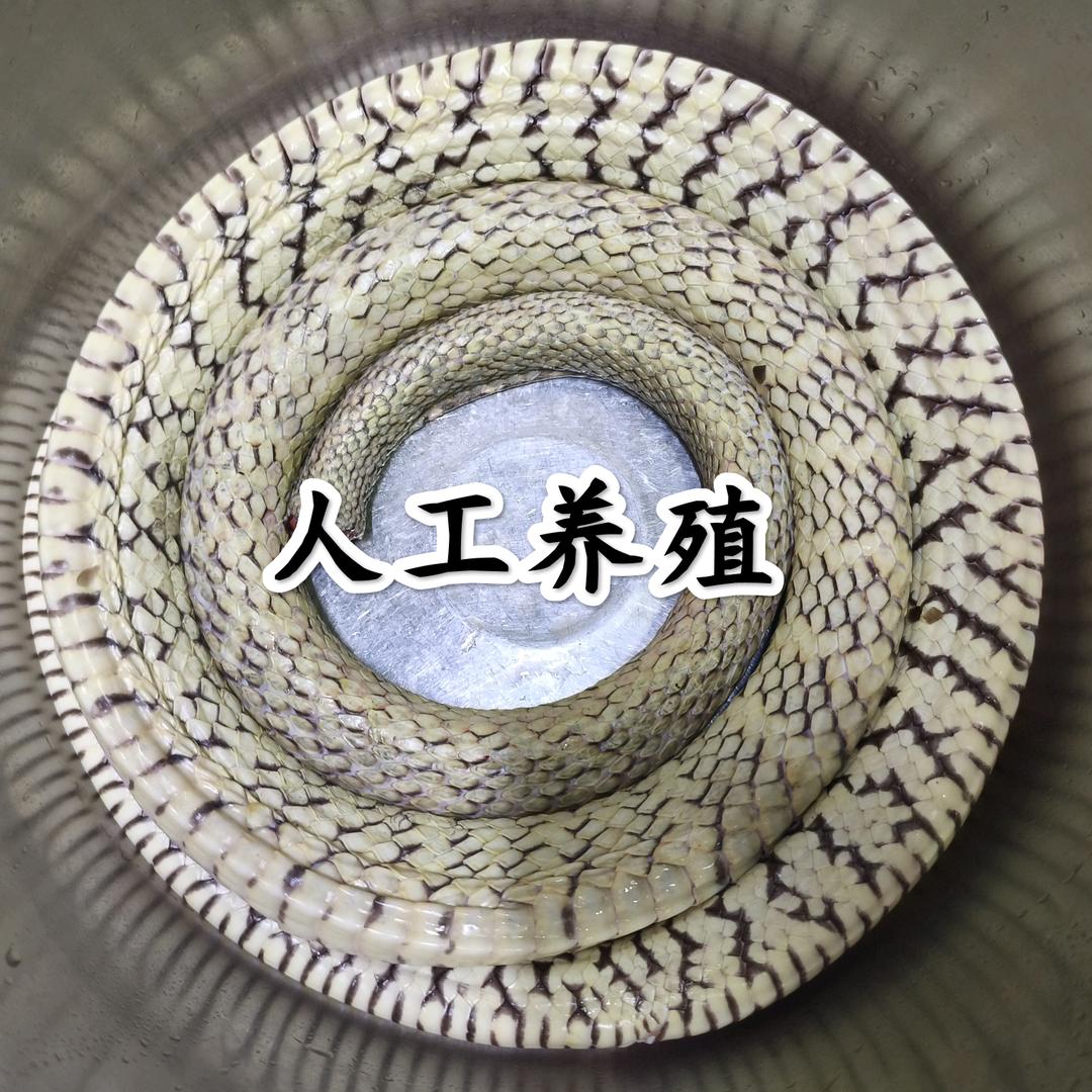 🐍阿泉蛇业 配送/全国可发