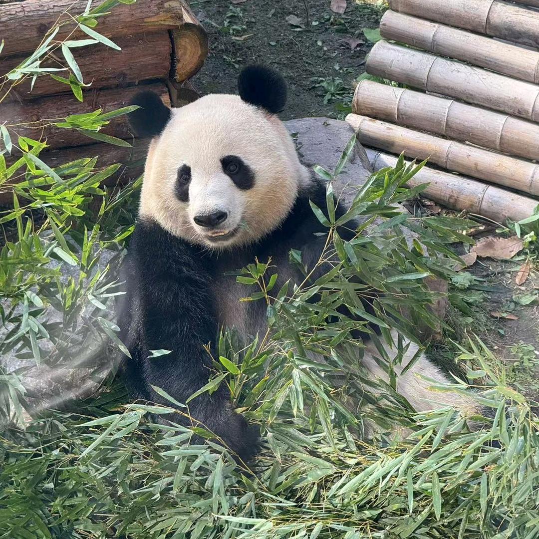 真是风轻云淡呢（关必回）