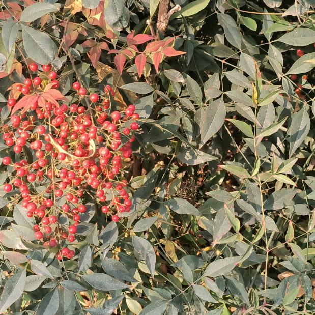 赵老师妙方