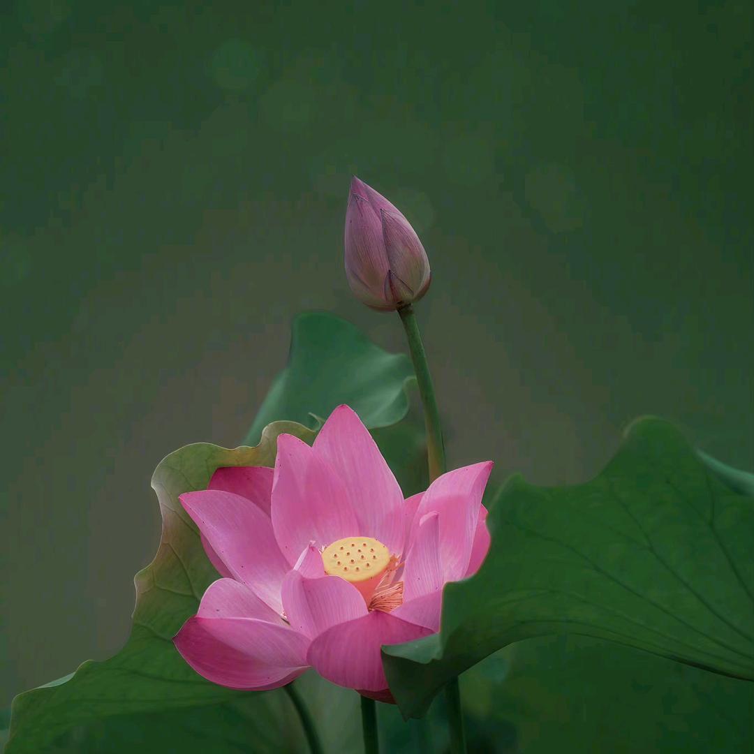 岳海樵夫