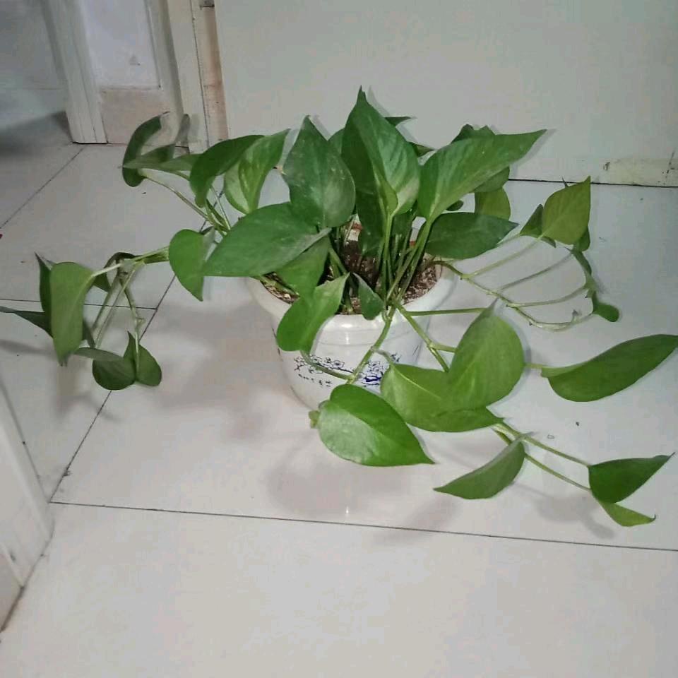 沂蒙一哥