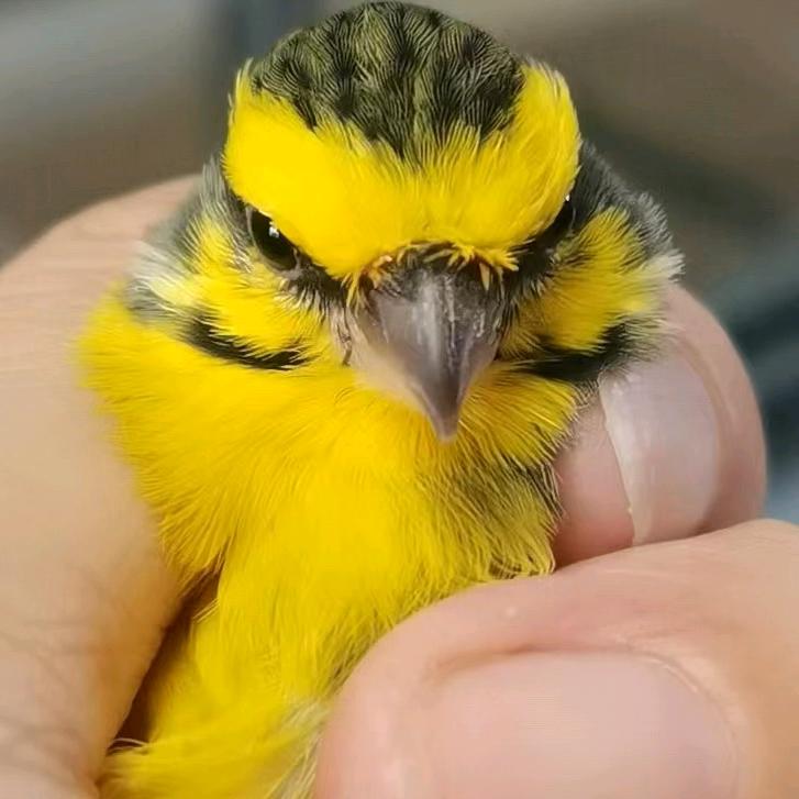 津林子（丝雀繁殖）