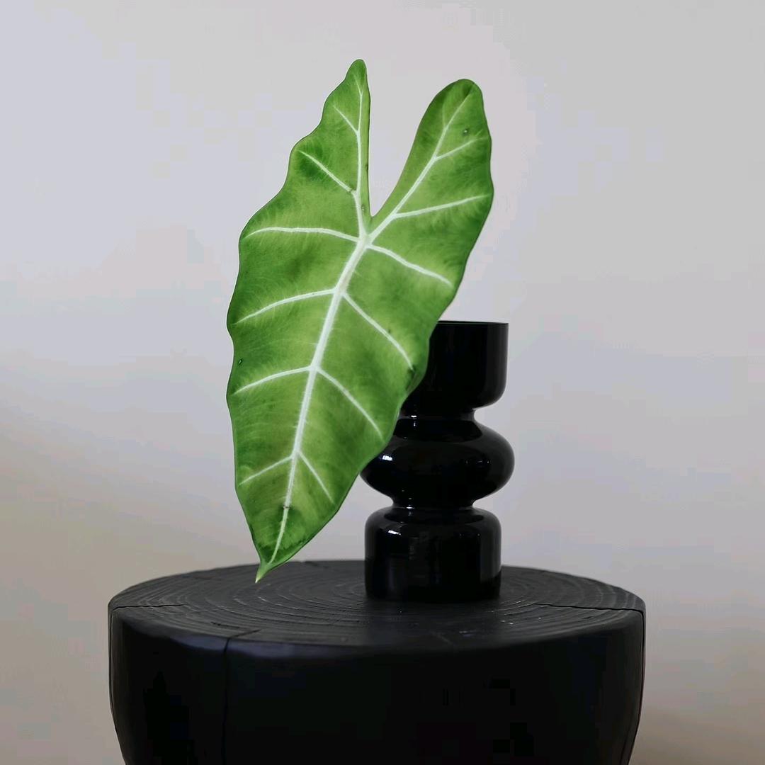 乌鲁木齐绿植租赁