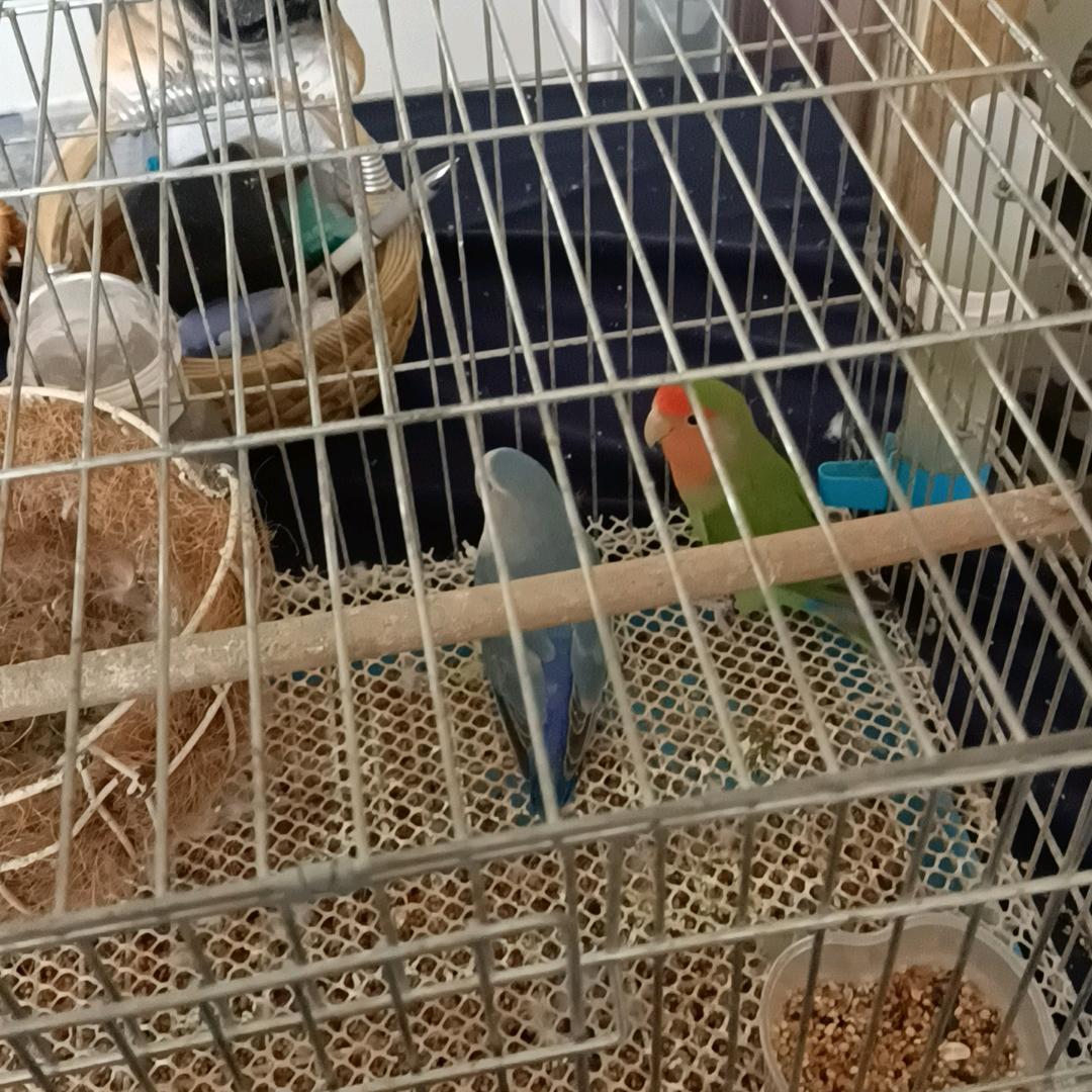 烈酒解忧愁