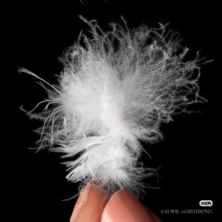 重生之我在各地贩卖羽绒