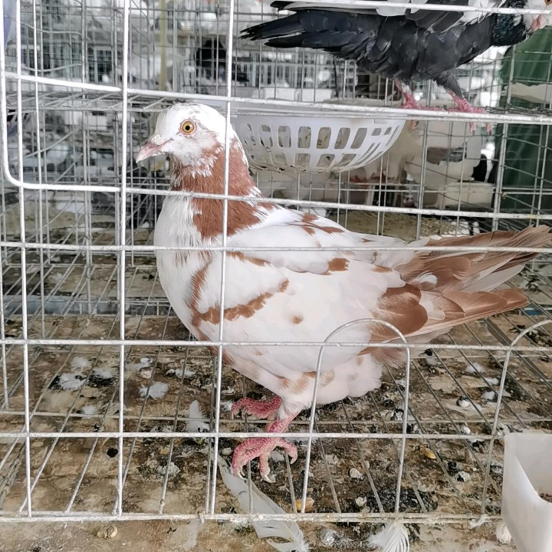傻红养鸽子