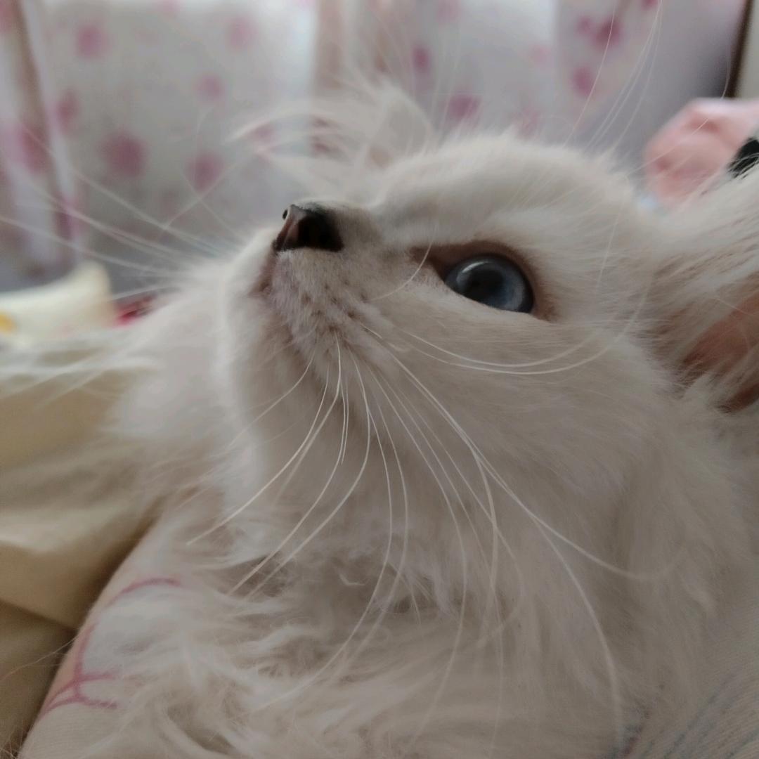 公主病王子