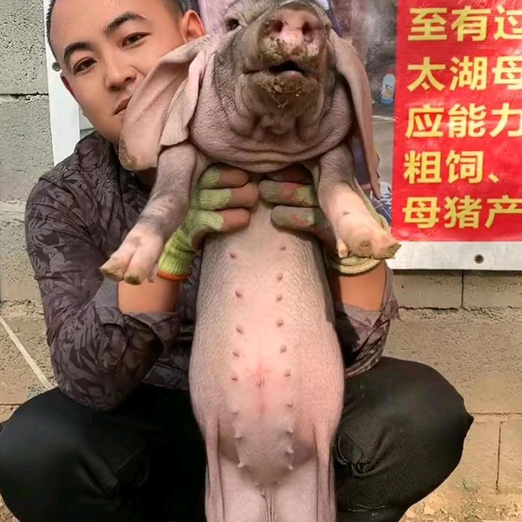 纯种太湖高产母猪