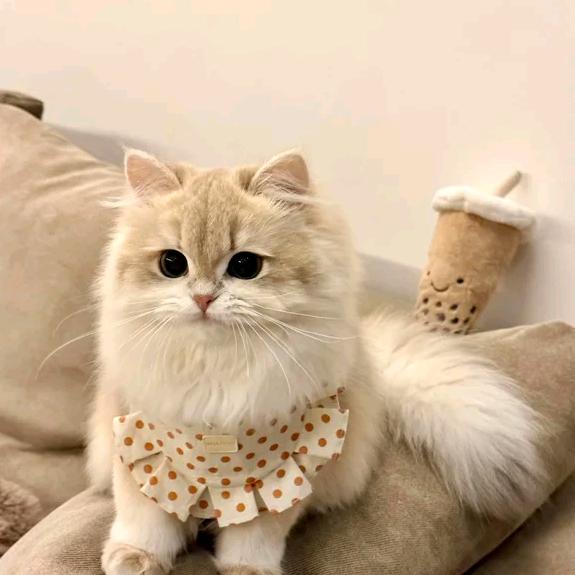迪迪超爱吃