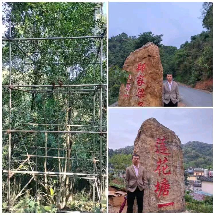 易武麻黑莲花塘11号