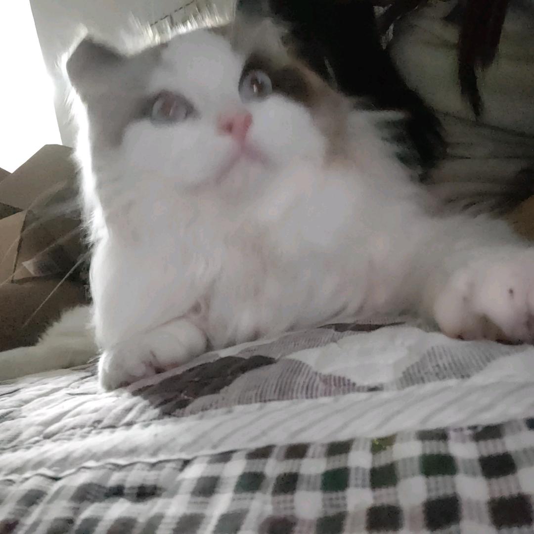 春躺躺