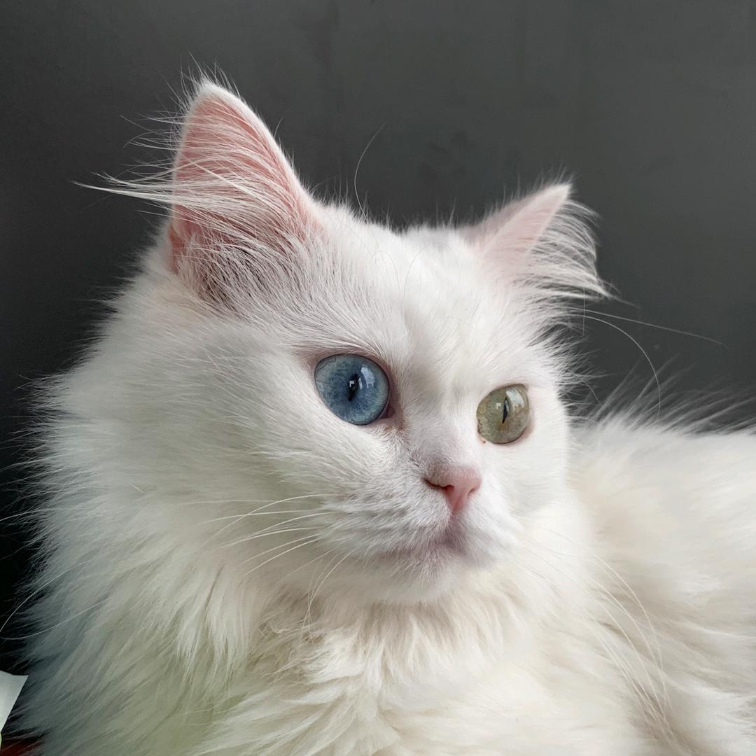 宠物电商(๑><๑）