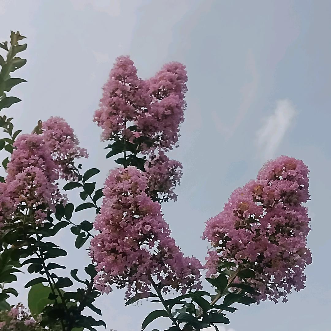 竹笛金花