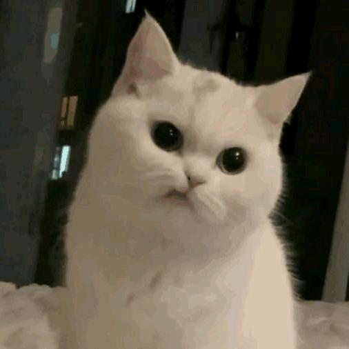 👩‍🍳三三o.O