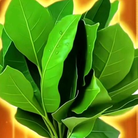 ꒰১ 木♡易 ໒꒱