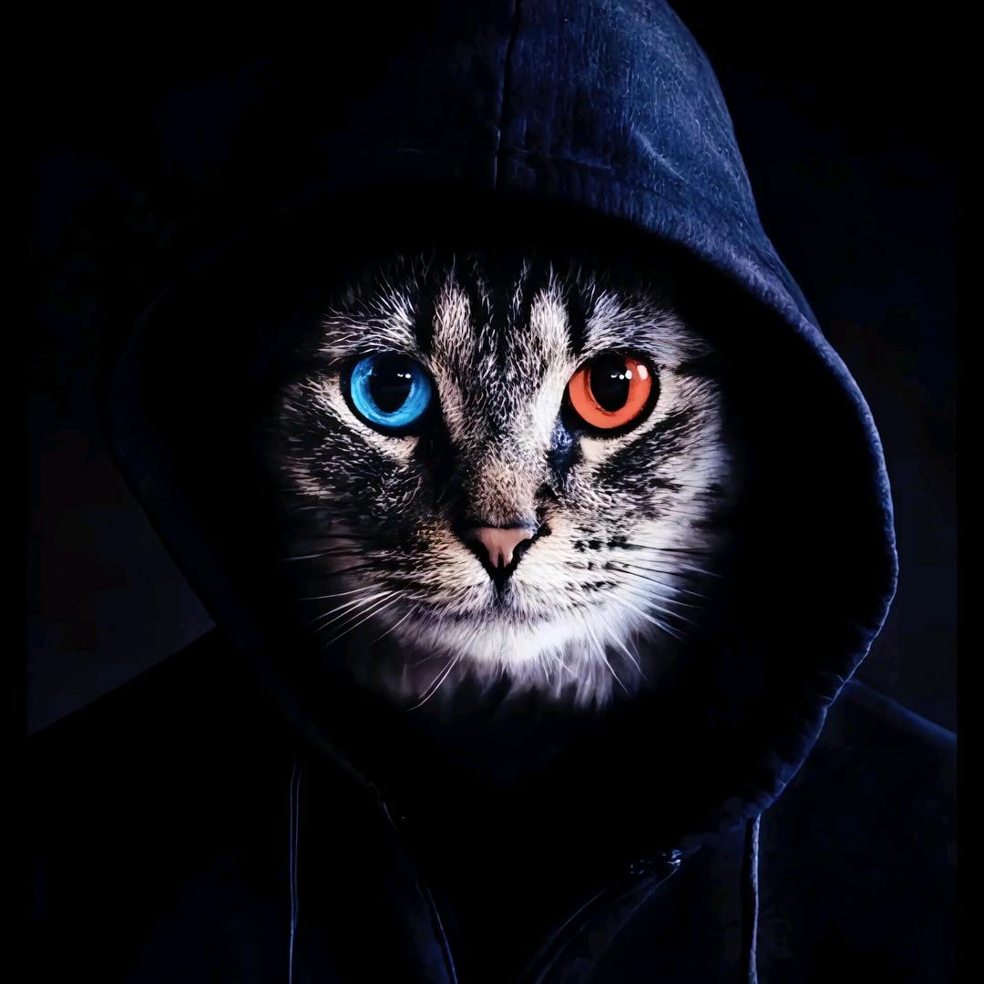 爱笑笑的☞老猫
