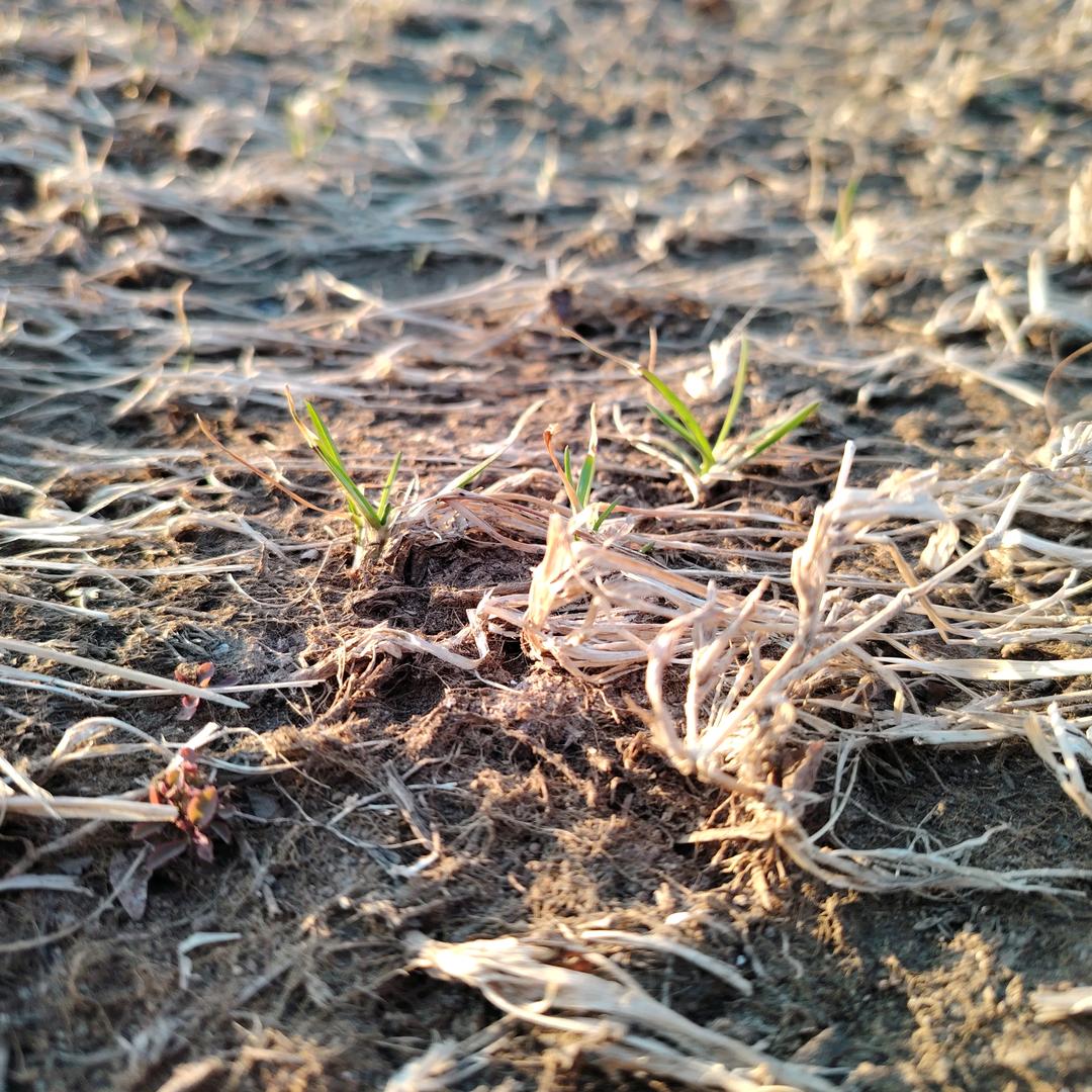 小老王（健身版）