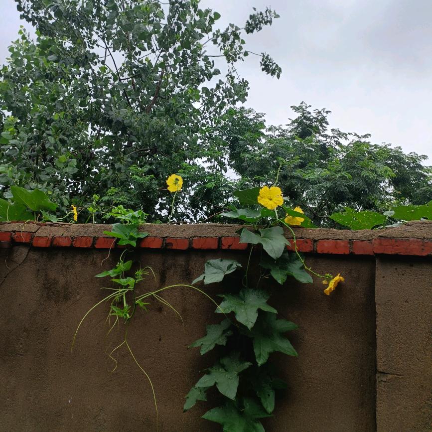 月光下的自己。