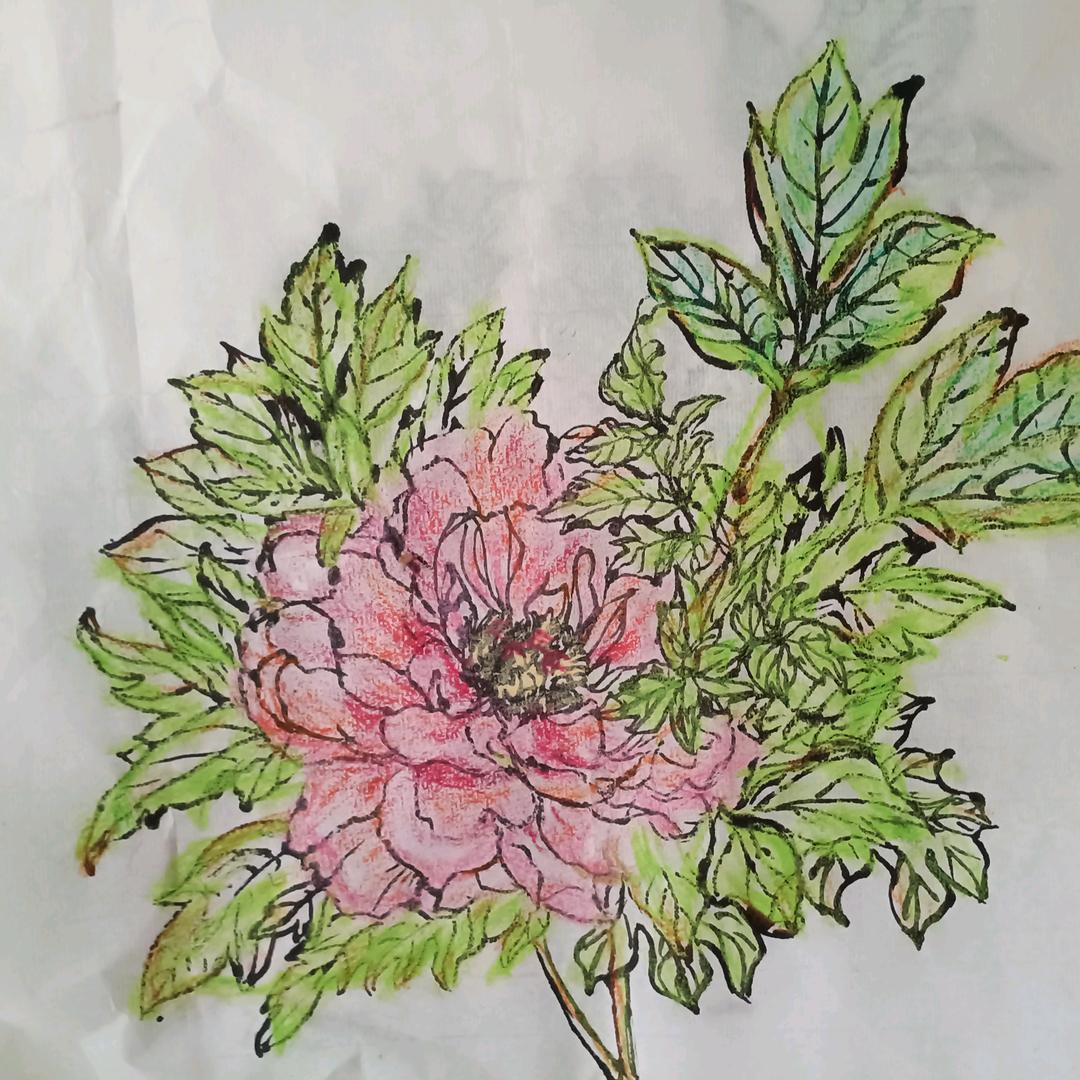 夏季花草