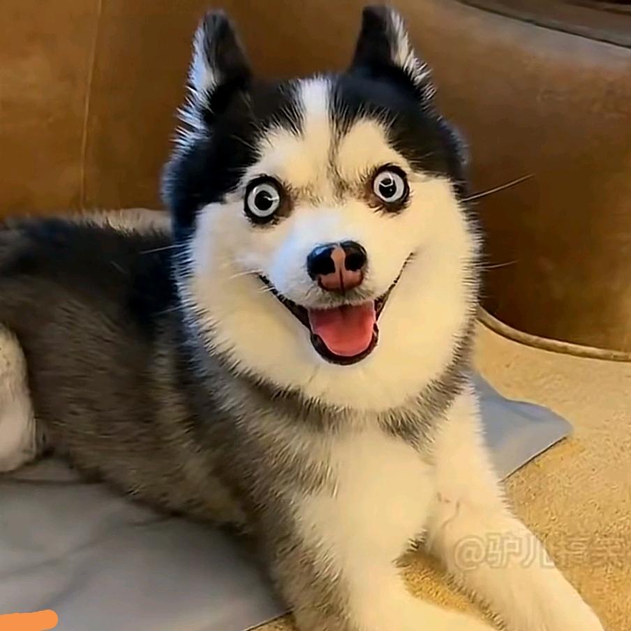 张脑丸