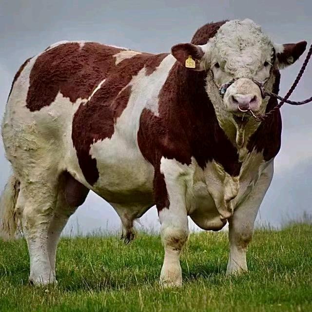 为全国养殖客商代购这种牛