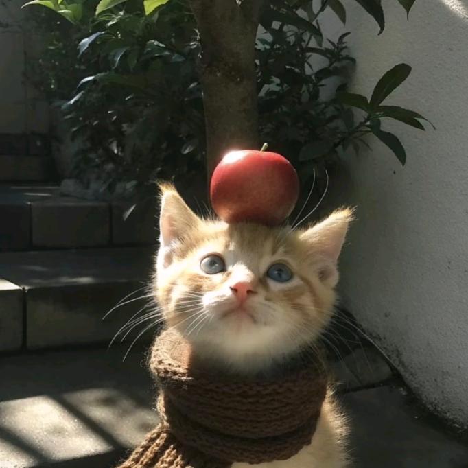 记住我名小七