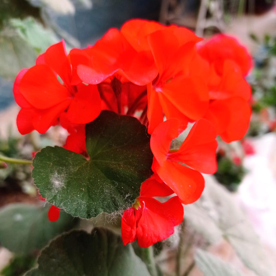 玫瑰花香（不定时开播）🌺🌺