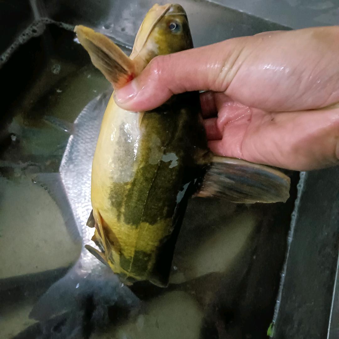 资深钓鱼佬