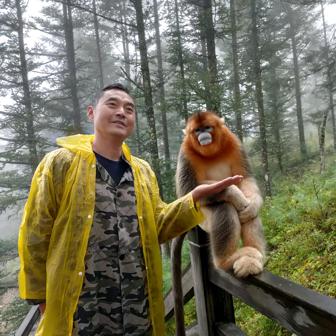 退休姥爷小蜜（中华小蜜蜂）