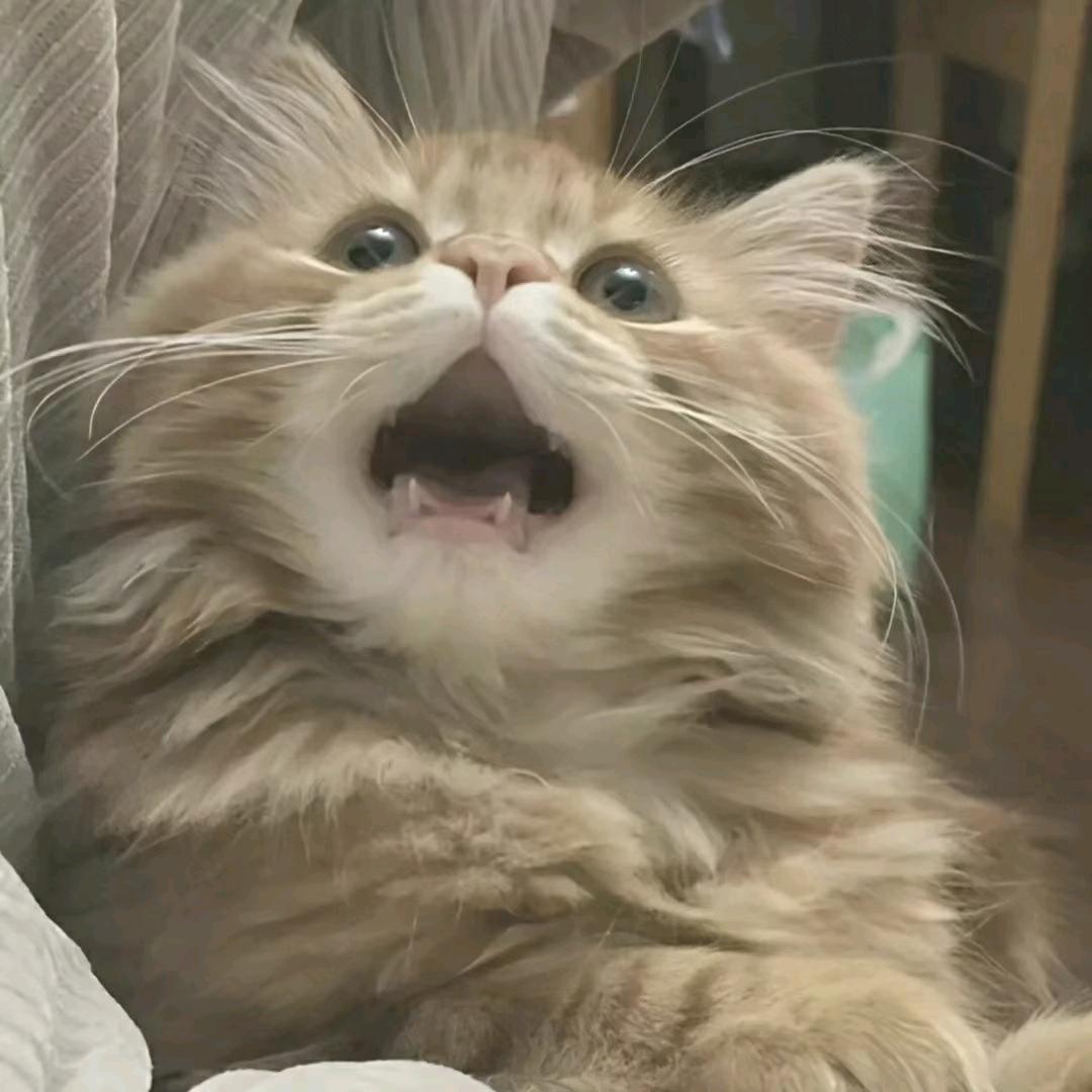 猪猪🦁