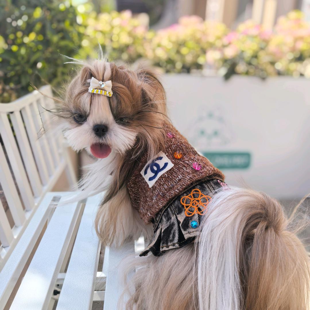 爱宠约马西sqlovelypet