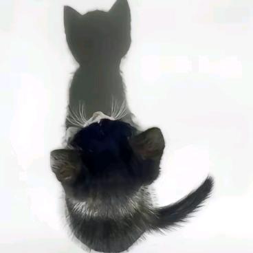 树上猫