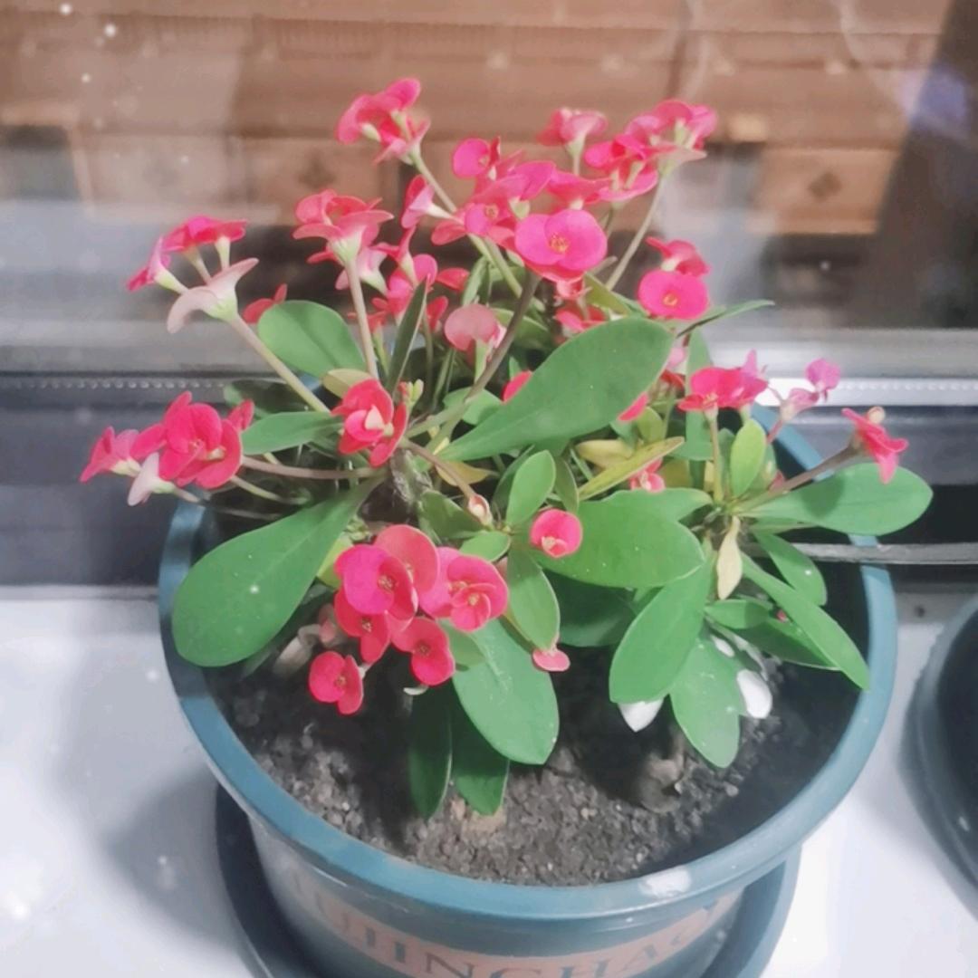 🌹静静🌹