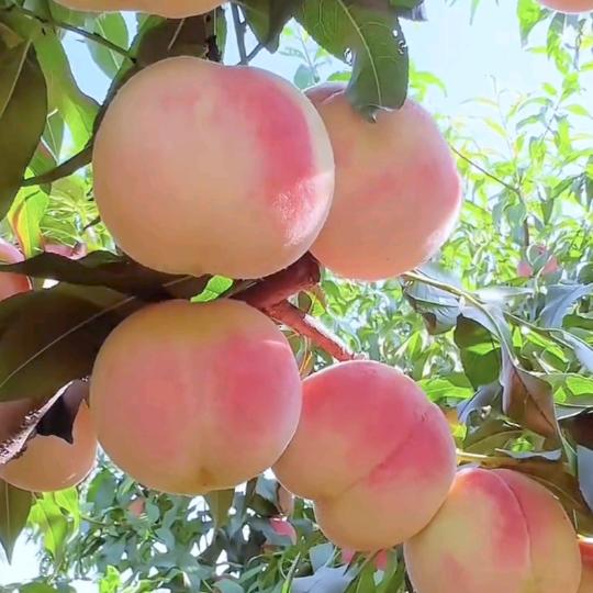 枫叶飘飘