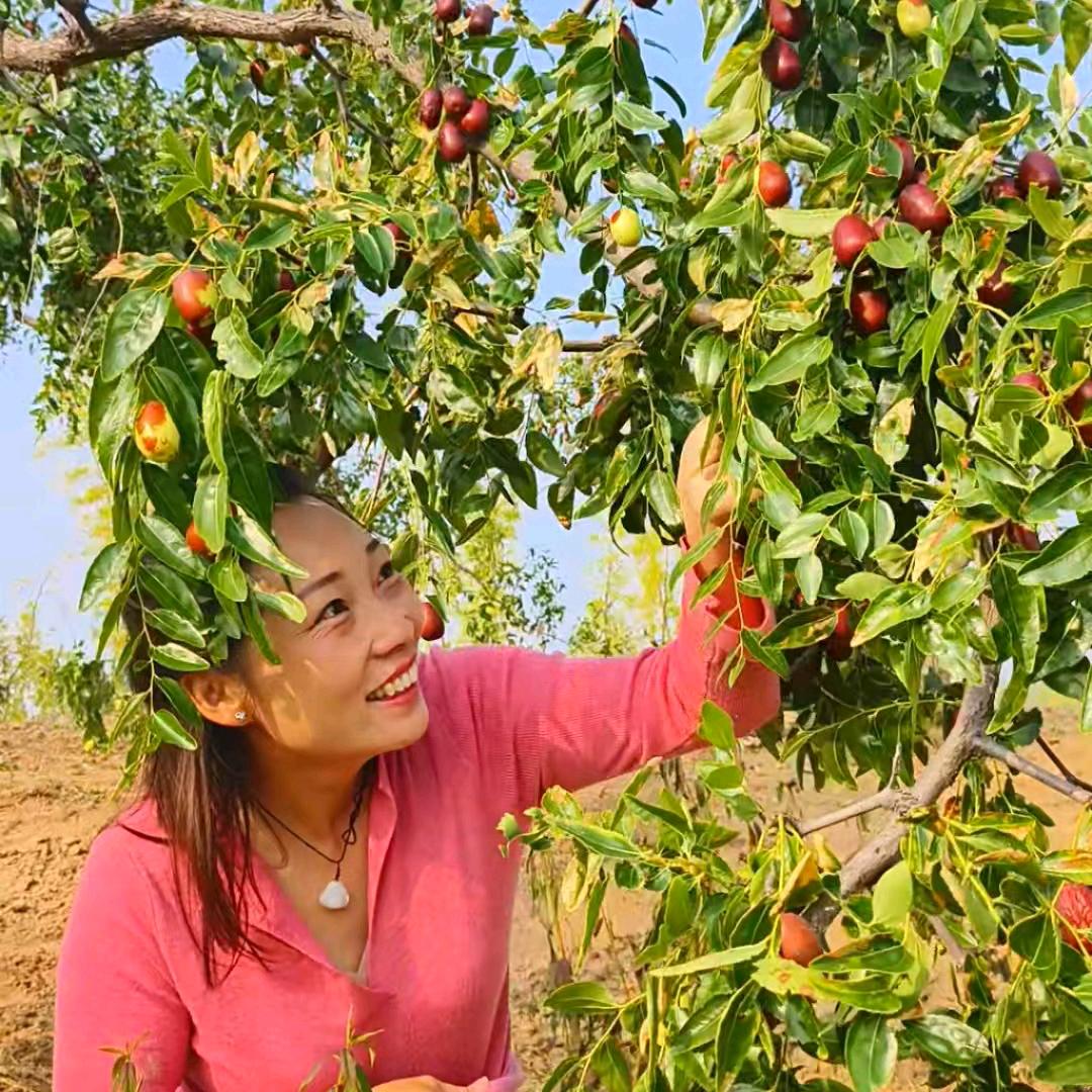 陕北媳妇（助农电商）