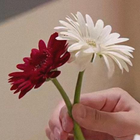 A花开富贵