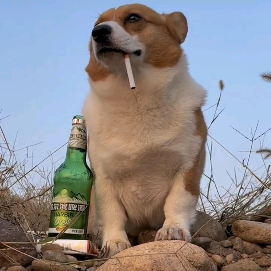 皆可