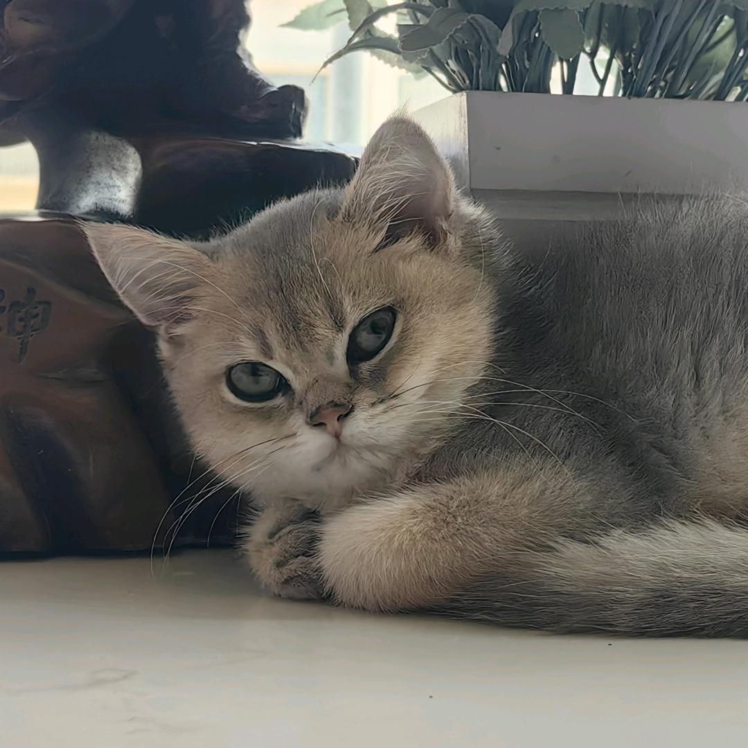 蹦蹦是只猫