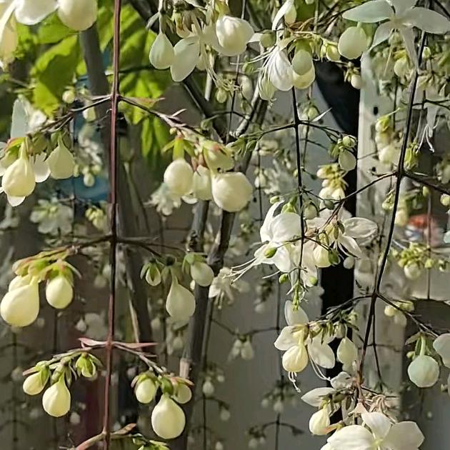 小白草编