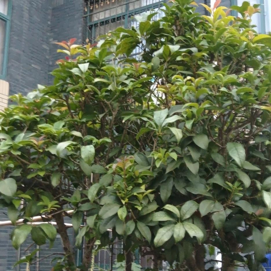 开心果