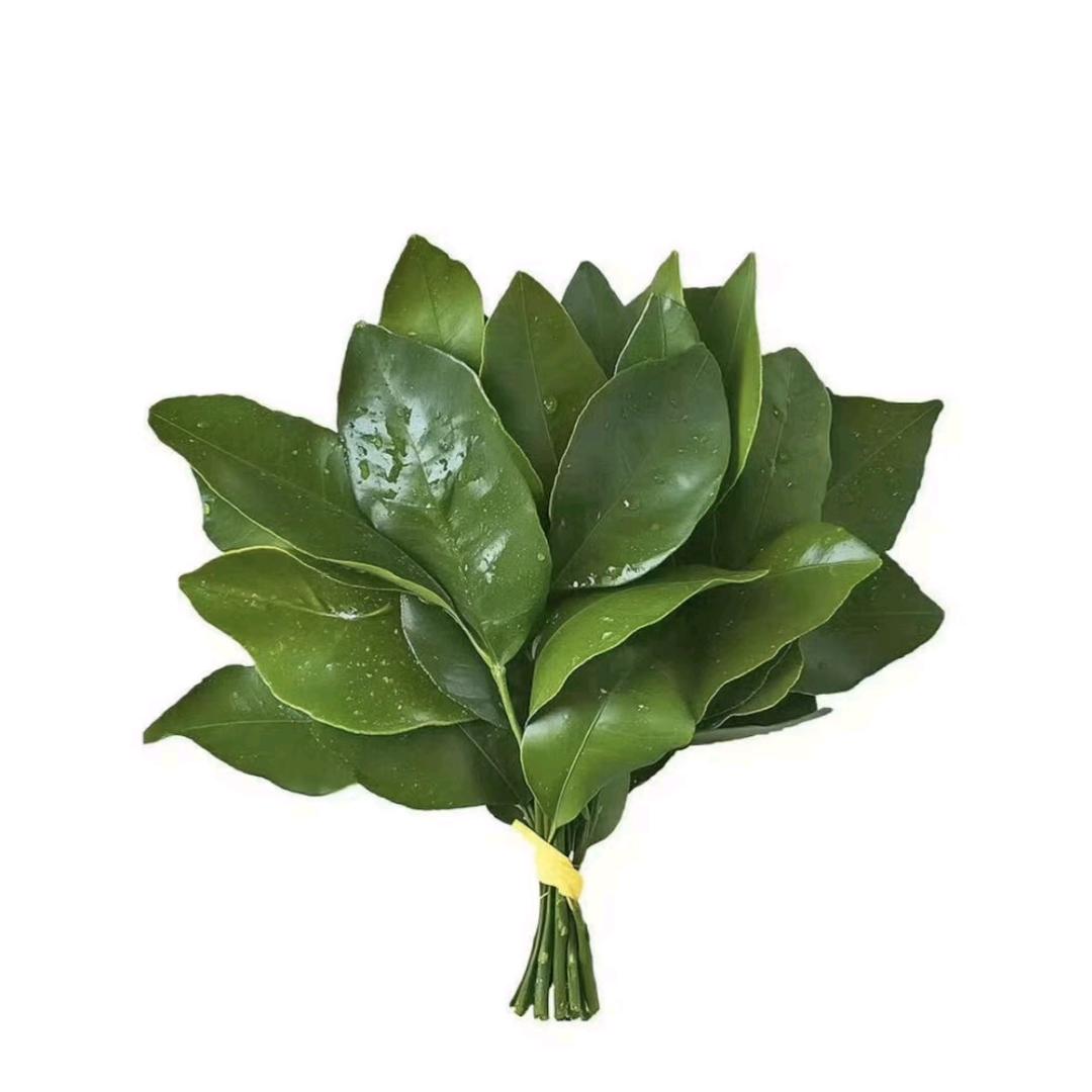 明天🌿